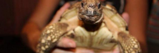 Great ideas for community events