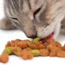 Buying cat food for your pet shop