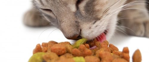 Buying cat food for your pet shop
