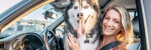 Safe ways to transport your dog in your vehicle