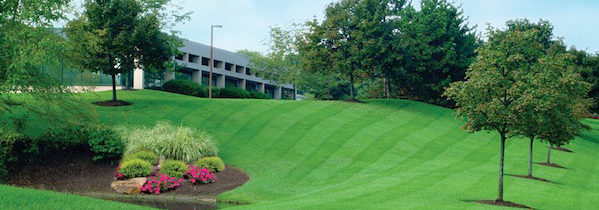 Landscaping services that cover commercial demands
