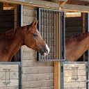 How to run a successful horse stable