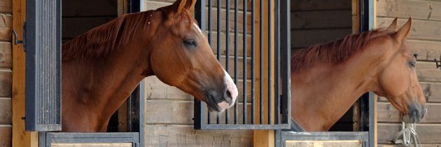 How to run a successful horse stable